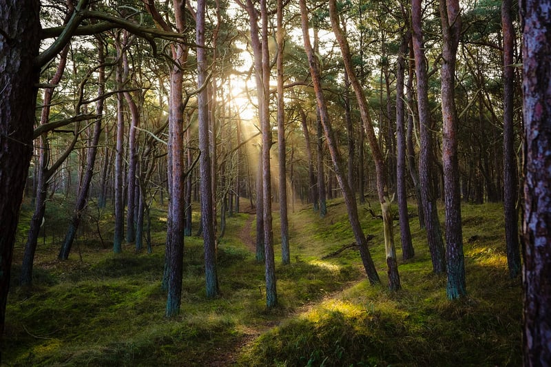Enchanted Forest Wedding
